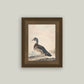 A Duck Framed Antique Art