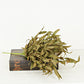 21" Sage Herb Leaves Bush