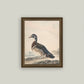 A Duck Framed Antique Art