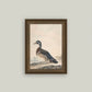 A Duck Framed Antique Art