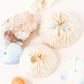 Scallop Shells Post EArring